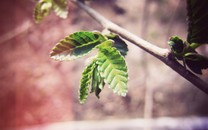 《娛樂早點爆》第205期 明星高糊童年照修復后