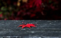 發(fā)改委：本次油價不調(diào)整，未調(diào)金額全部上繳國庫