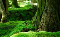 習近平給老撾中老友好農冰村小學全體師生回信