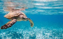 ?生活在別處：感受大西洋海岸的葡國風情