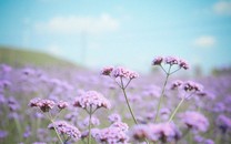 高曉松說“明朝沒有名將名臣”，你認為這幾個人算么？