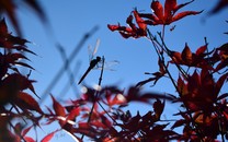 高曉松說“明朝沒有名將名臣”，你認為這幾個人算么？