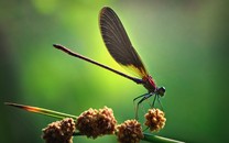 我們翻了翻樂視早年的財(cái)報(bào)，賈躍亭曾經(jīng)真的有過夢(mèng)想