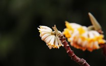 謝霆鋒過億商鋪減租 月租從20萬港幣降至7.3萬