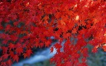起底身份倒賣產(chǎn)業(yè)：那些被公開叫賣的人生