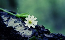 [未來(lái)手術(shù) ] 國(guó)產(chǎn)機(jī)器人逆襲！手術(shù)機(jī)器人進(jìn)入醫(yī)療市場(chǎng)