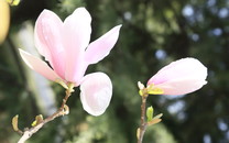 西安副市長：我們不紅 始皇不容