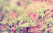 與老公日本避疫情秘做人工受孕？林志玲未直接回應：大家都要健康