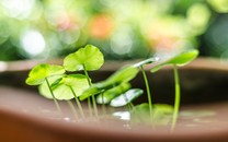 高手在民間，網(wǎng)友們利用家里的東西“神模仿”世界名畫